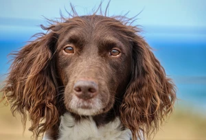imagier pour l'école maternelle